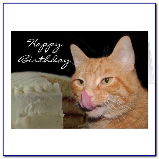 Funny Cat Birthday Cards Free