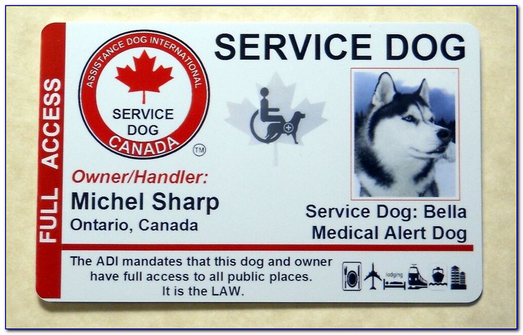 Adi Service Dog Certification