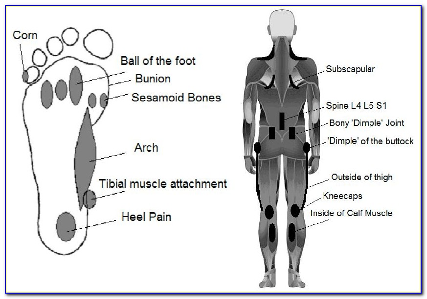Bottom Of Foot Anatomy Diagram