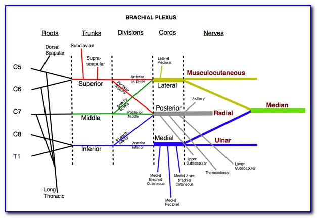 Brachial Plexus Diagram Photo