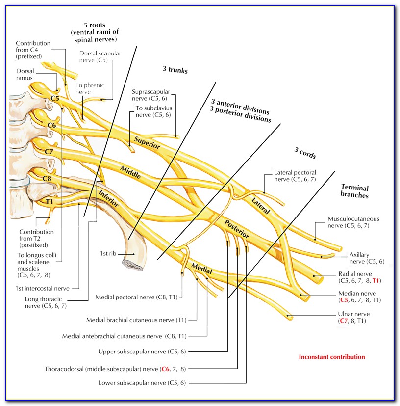 Brachial Plexus Diagram With Muscles