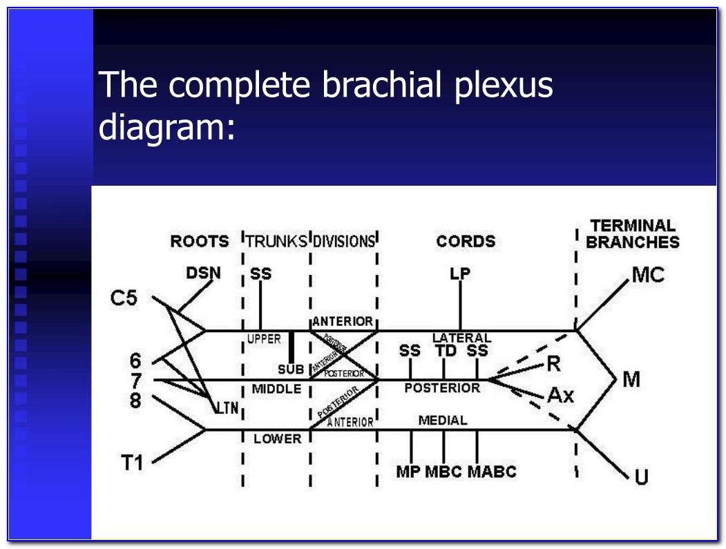 Brachial Plexus Line Diagram