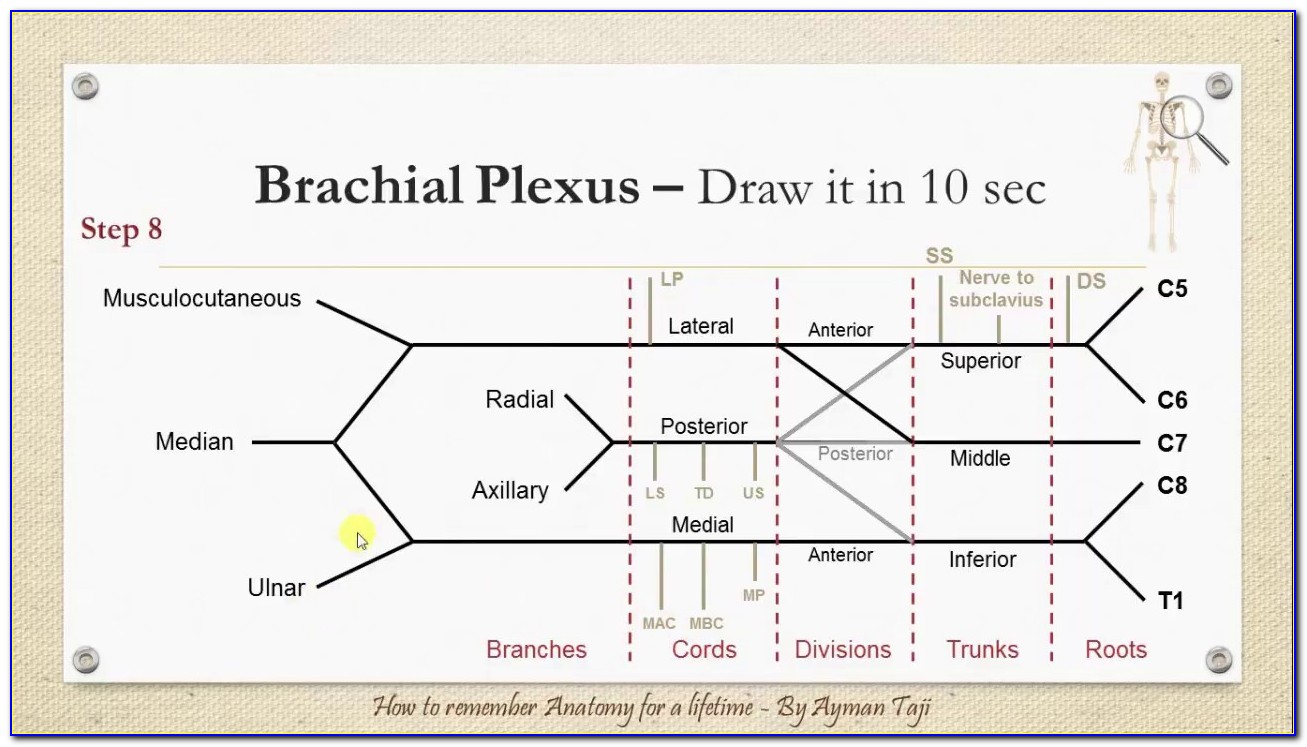 Brachial Plexus Simplified Diagram