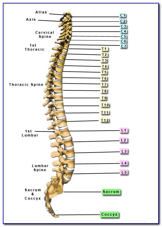 Cervical Spinal Cord Diagram