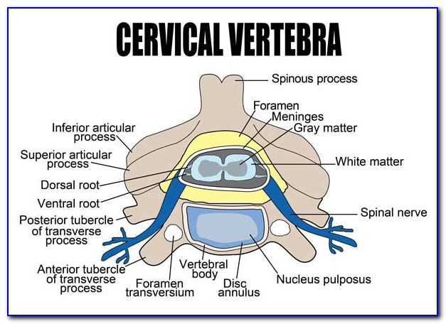 Cervical Spine Diagram Pictures