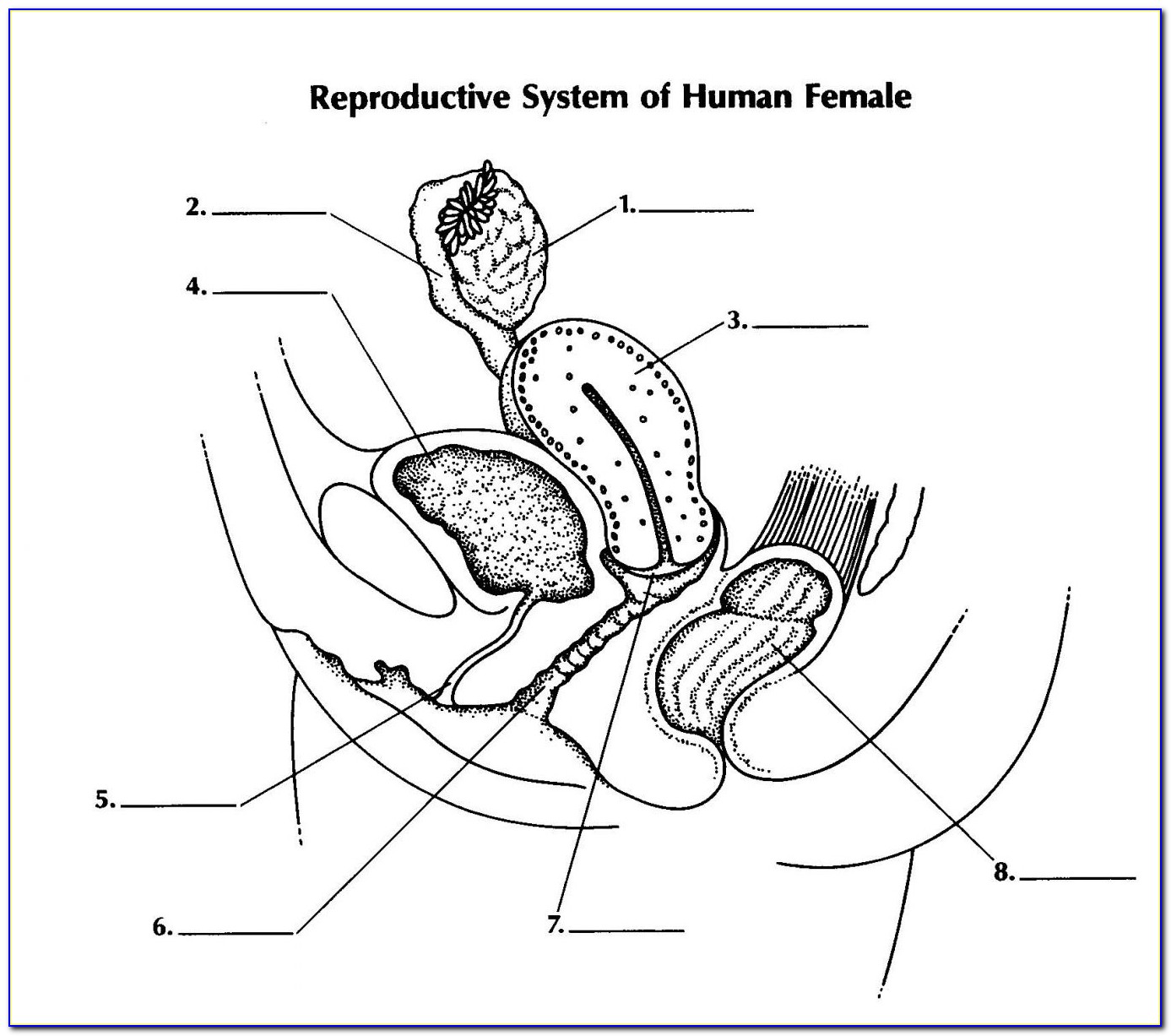 Female Canine Reproductive Anatomy Diagram