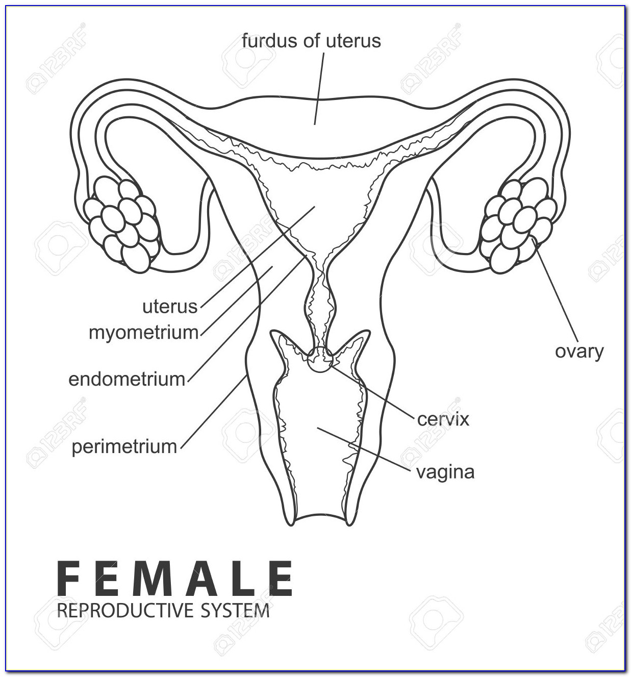 Female Reproductive Anatomy Diagram Front View