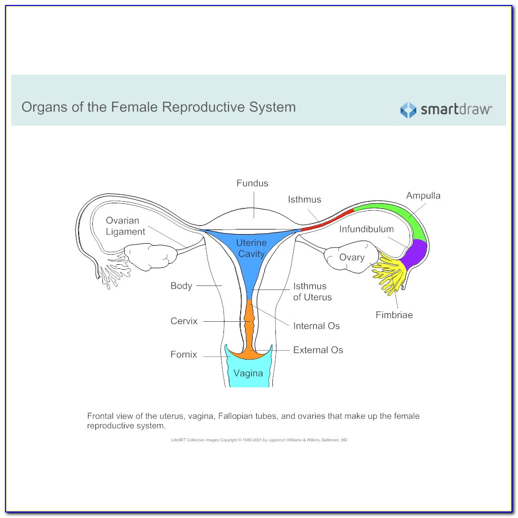 Female Reproductive Anatomy Diagram Quiz