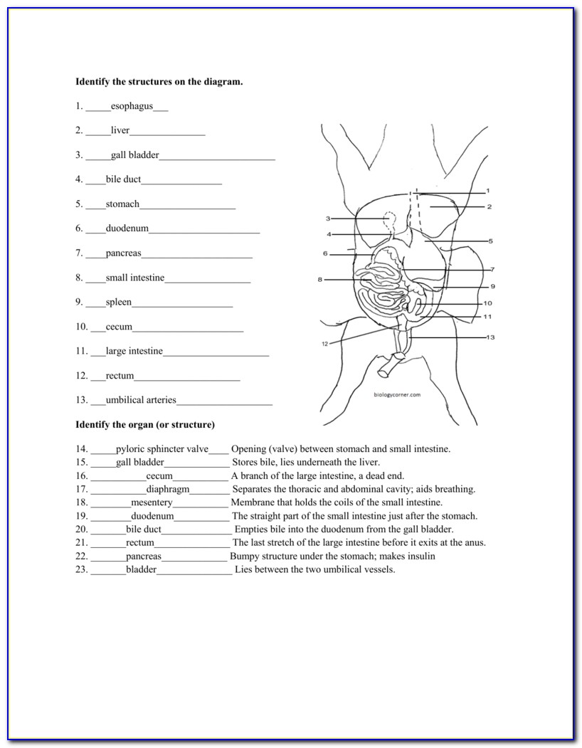 Fetal Pig Anatomy Diagram