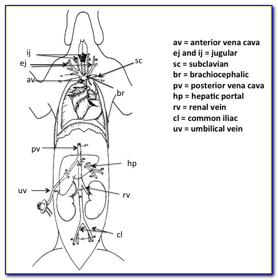 Fetal Pig Diagram Digestive System