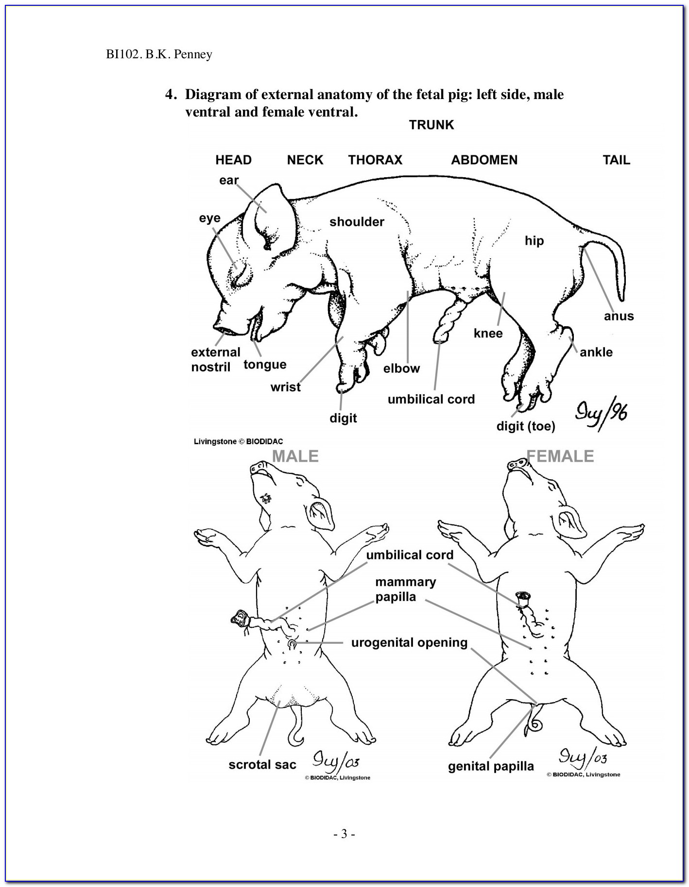 Fetal Pig Diagram Quiz