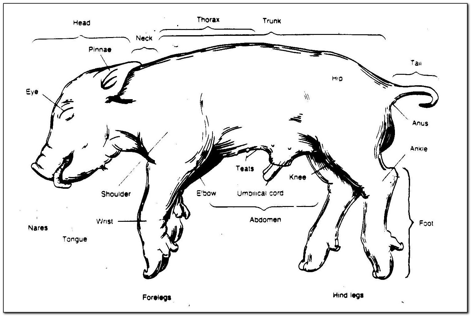 Fetal Pig Dissection Diagram Answers