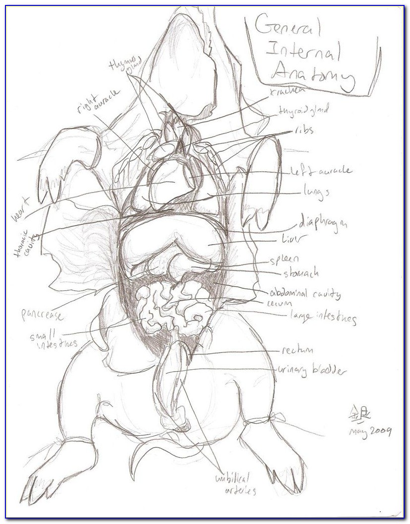 Fetal Pig Dissection Diagram Quiz