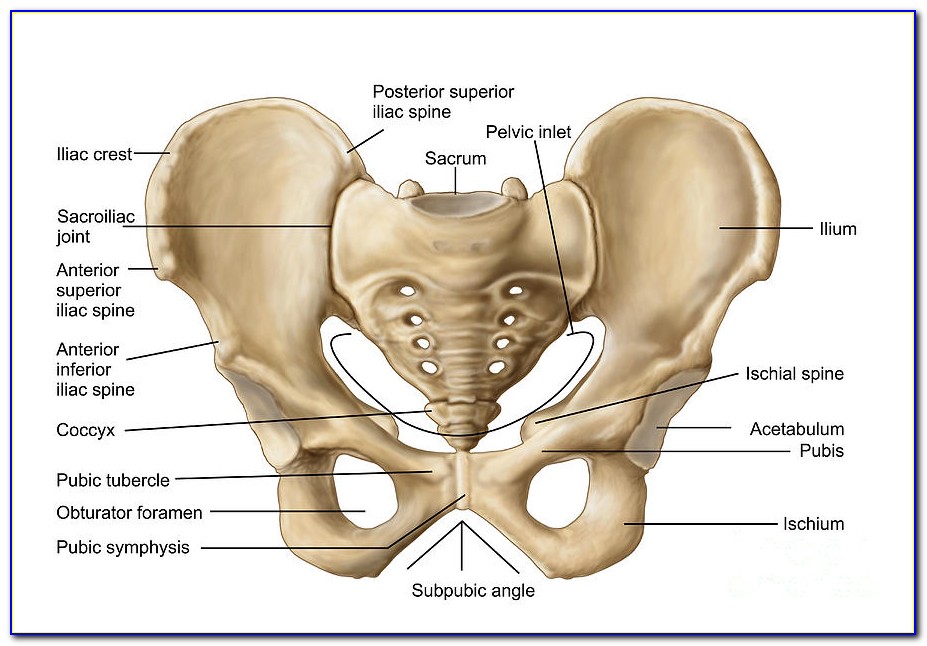 Hip Bone Diagram From Back
