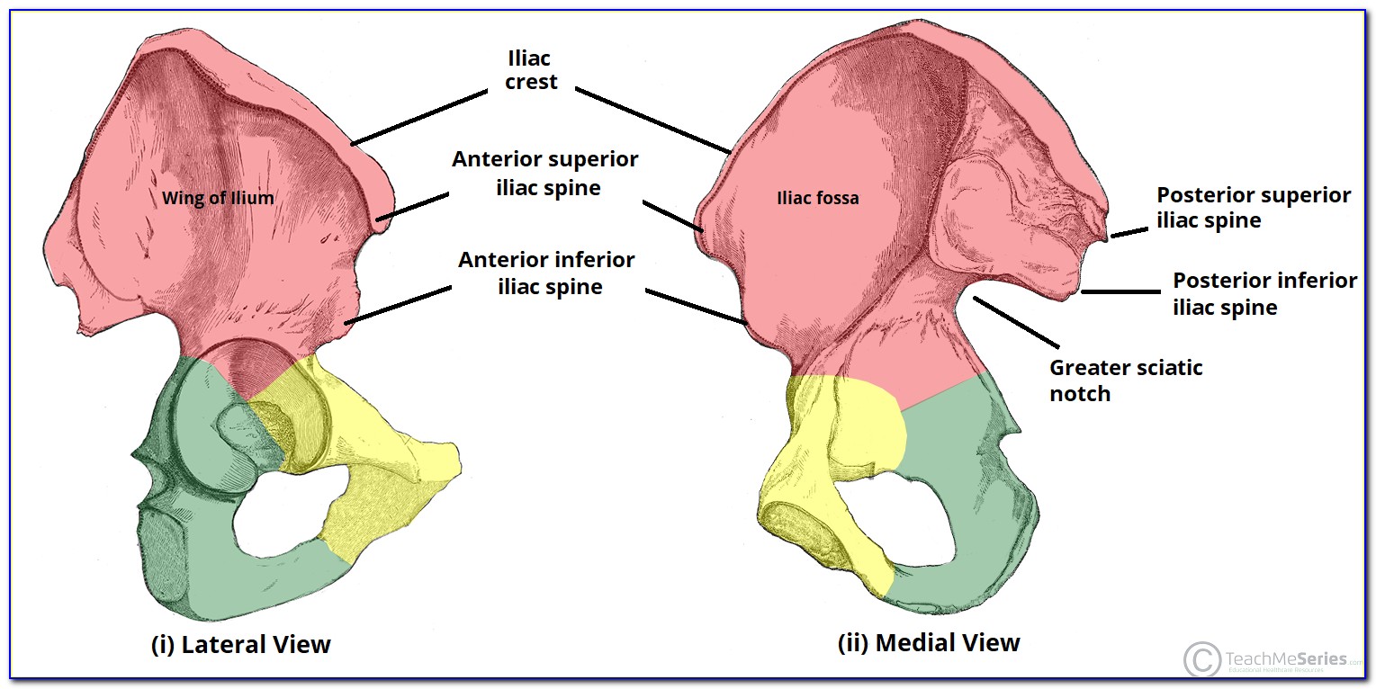 Hip Bone Structure Diagram