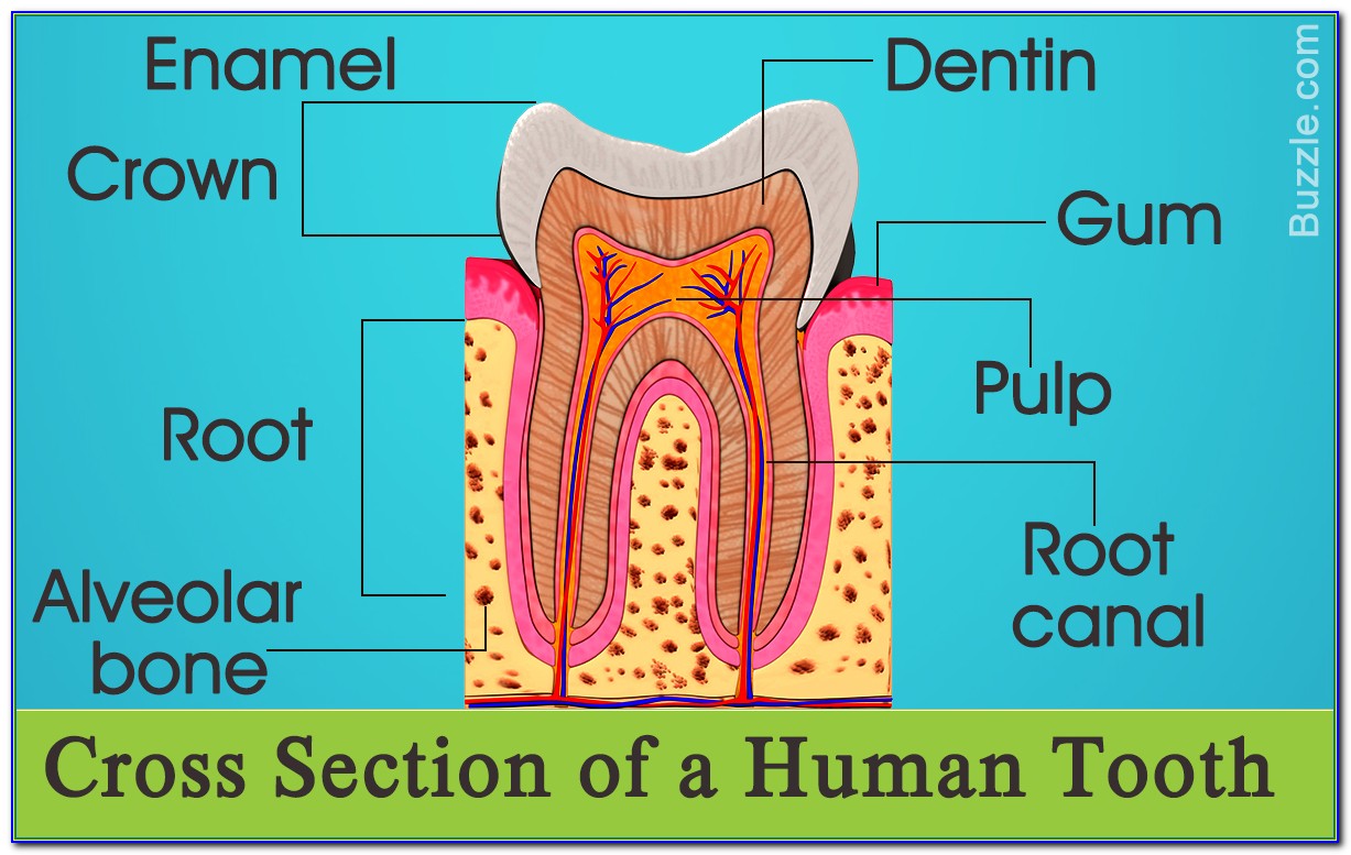Human Teeth Diagram And Names