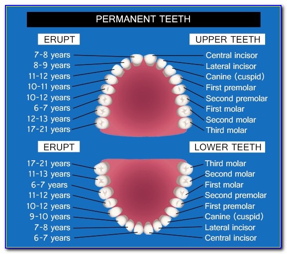 Human Teeth Diagram Ks2