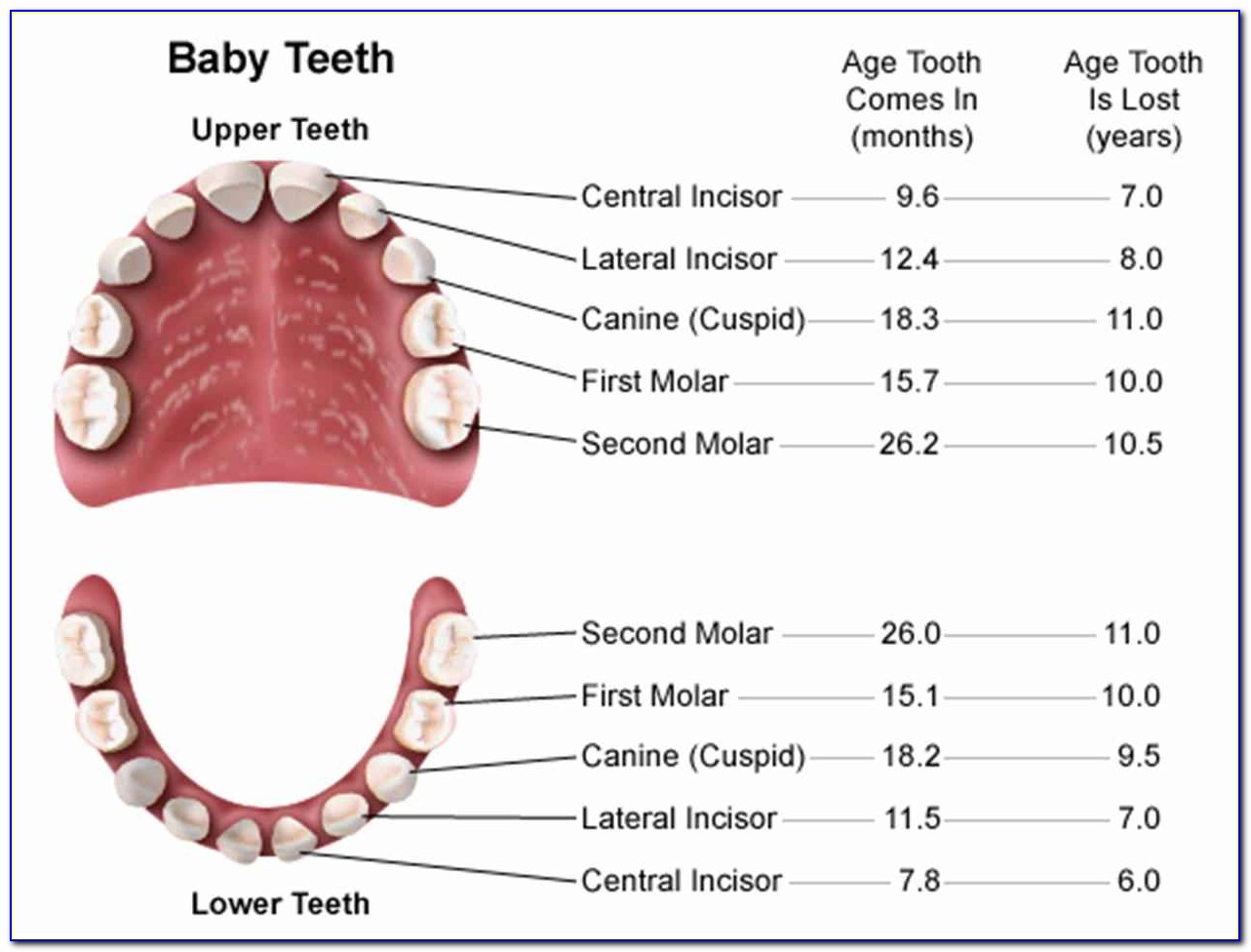 Human Teeth Diagram With Labels