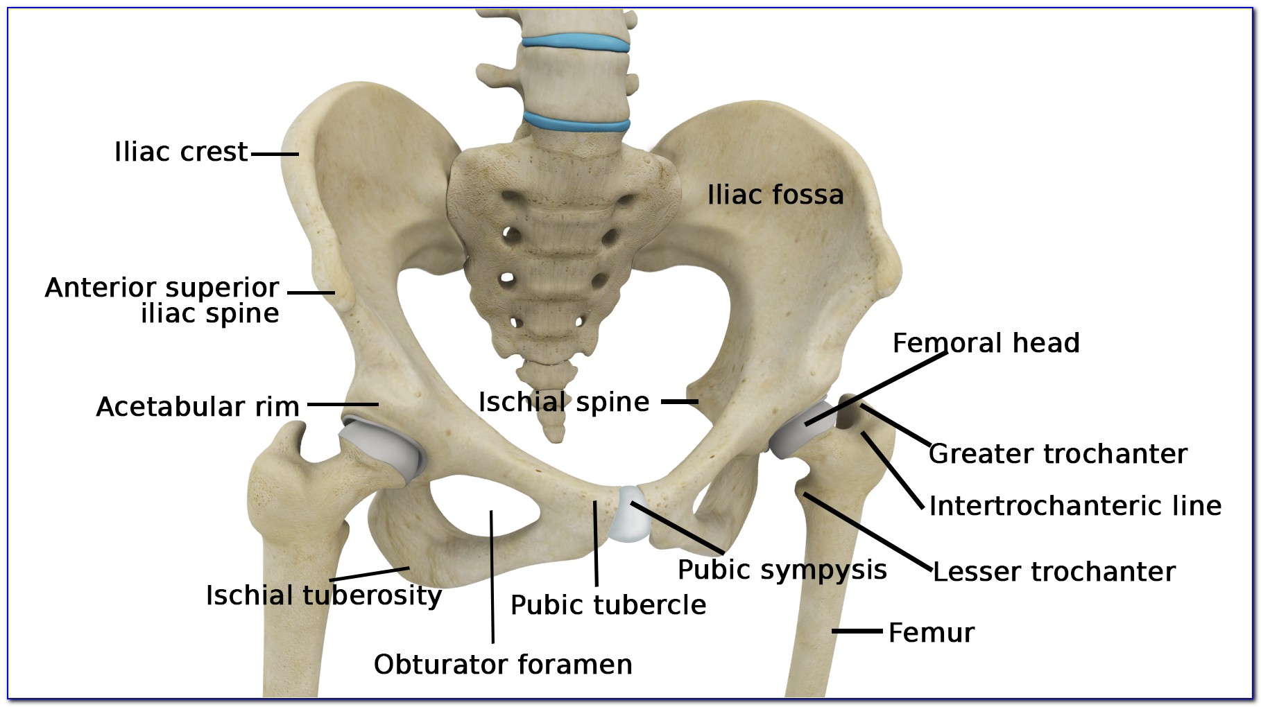 Left Hip Bone Diagram