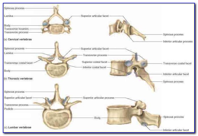 Lumbar Spine Vertebrae Diagram