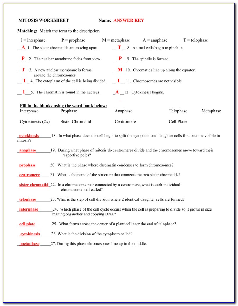Mitosis Worksheet And Diagram Identification Answer Key Page 2