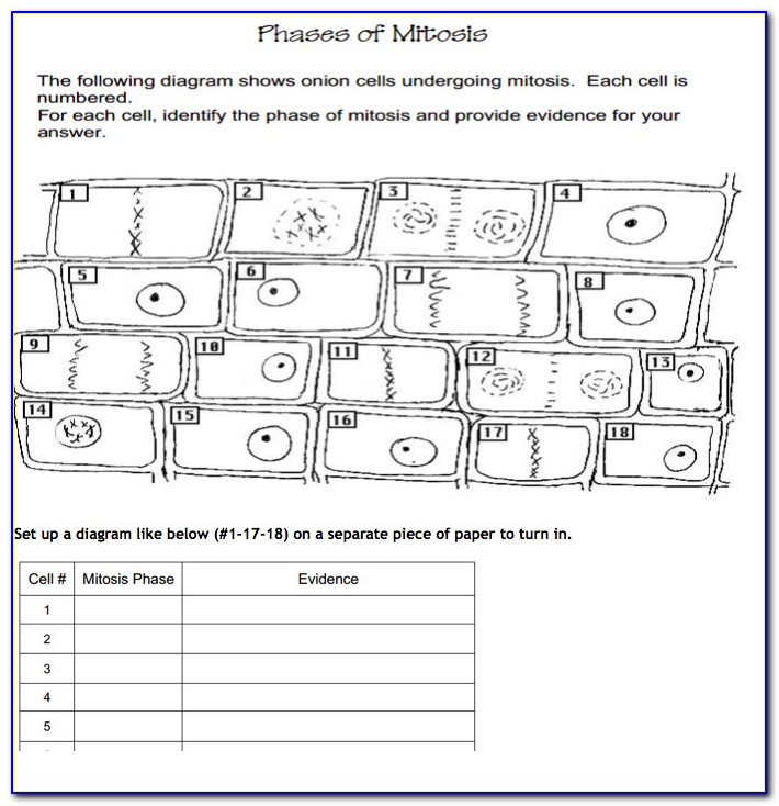 Mitosis Worksheet And Diagram Identification Standard B 2.6 Answer Key