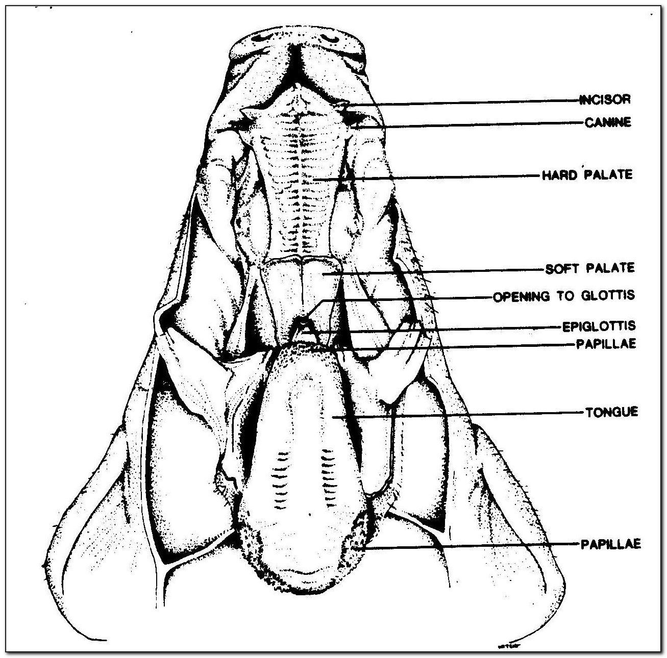 Pig Dissection Diagram Labeled