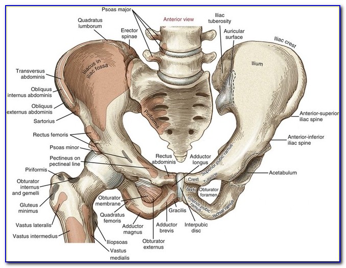 Right Hip Bone Diagram