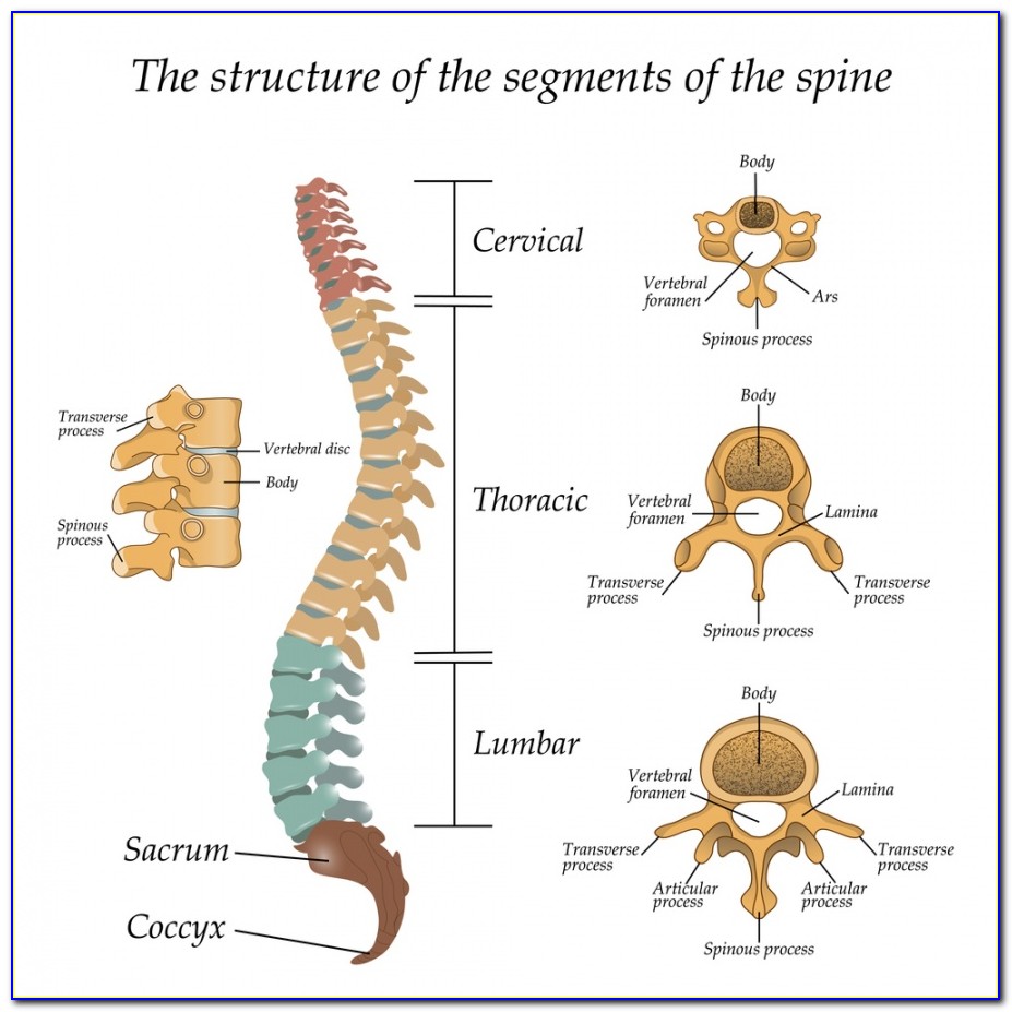 Spinal Vertebrae Diagram