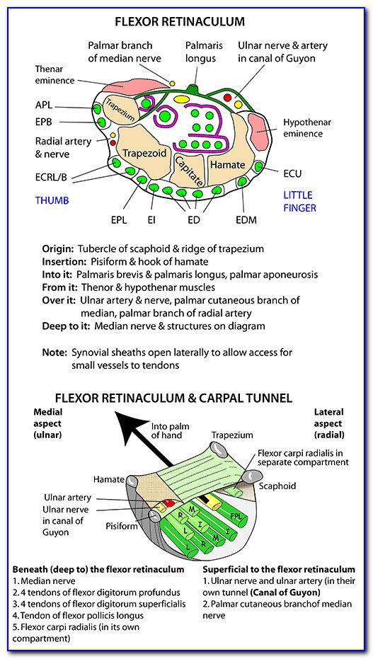 Carpal Tunnel Symptoms Diagram