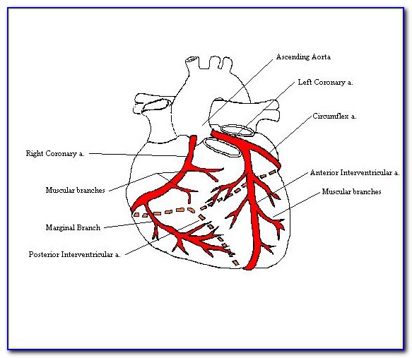 Diagram Of Heart Showing Coronary Arteries