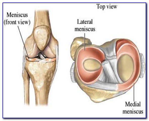 Diagram Of The Knee Showing The Meniscus