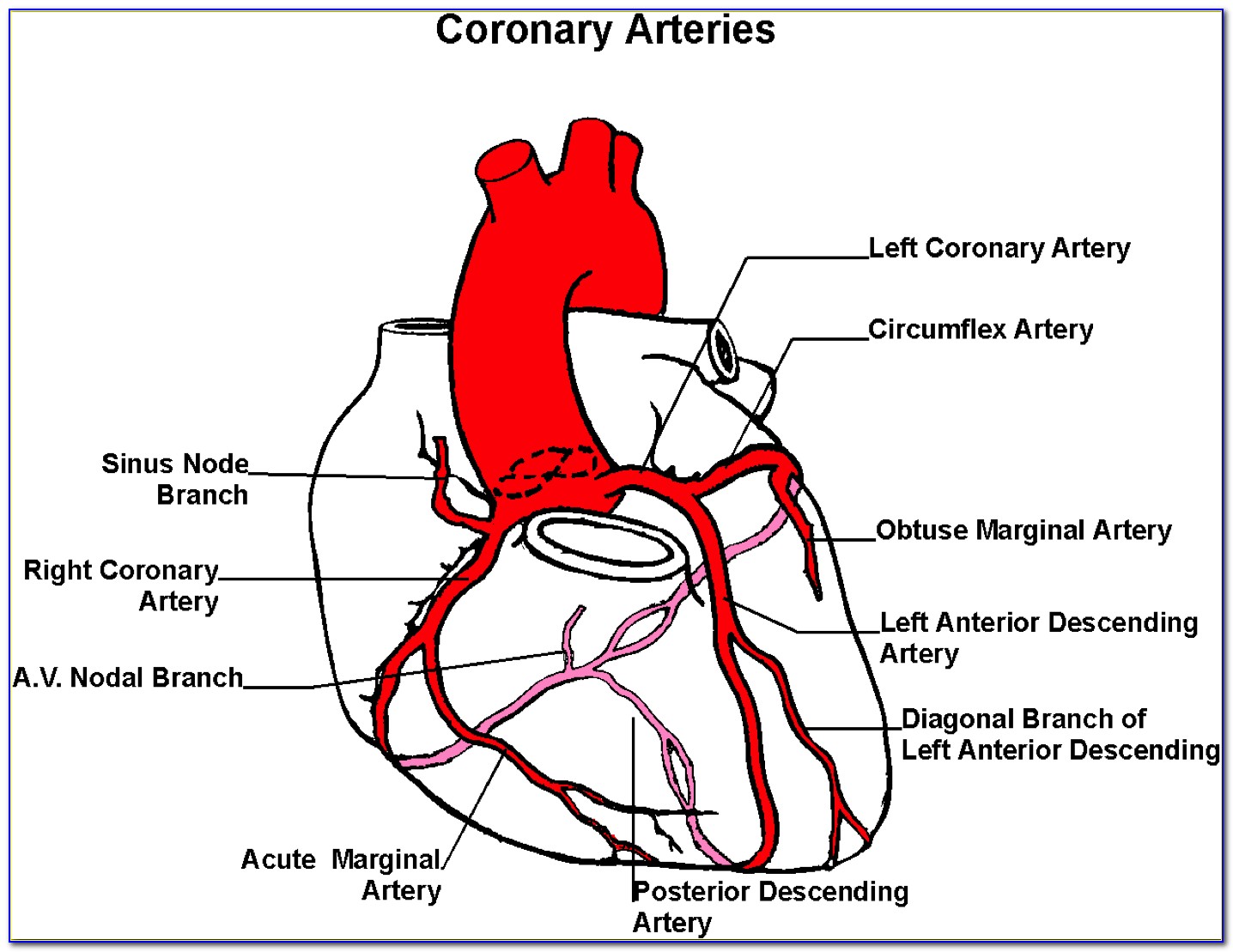 Heart Diagram Right Coronary Artery