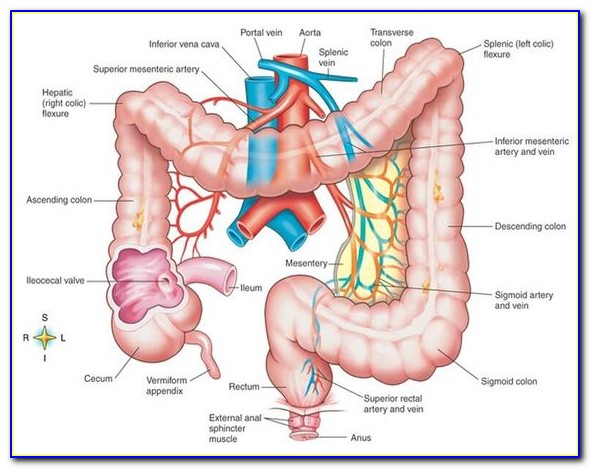 Human Body Colon Diagram