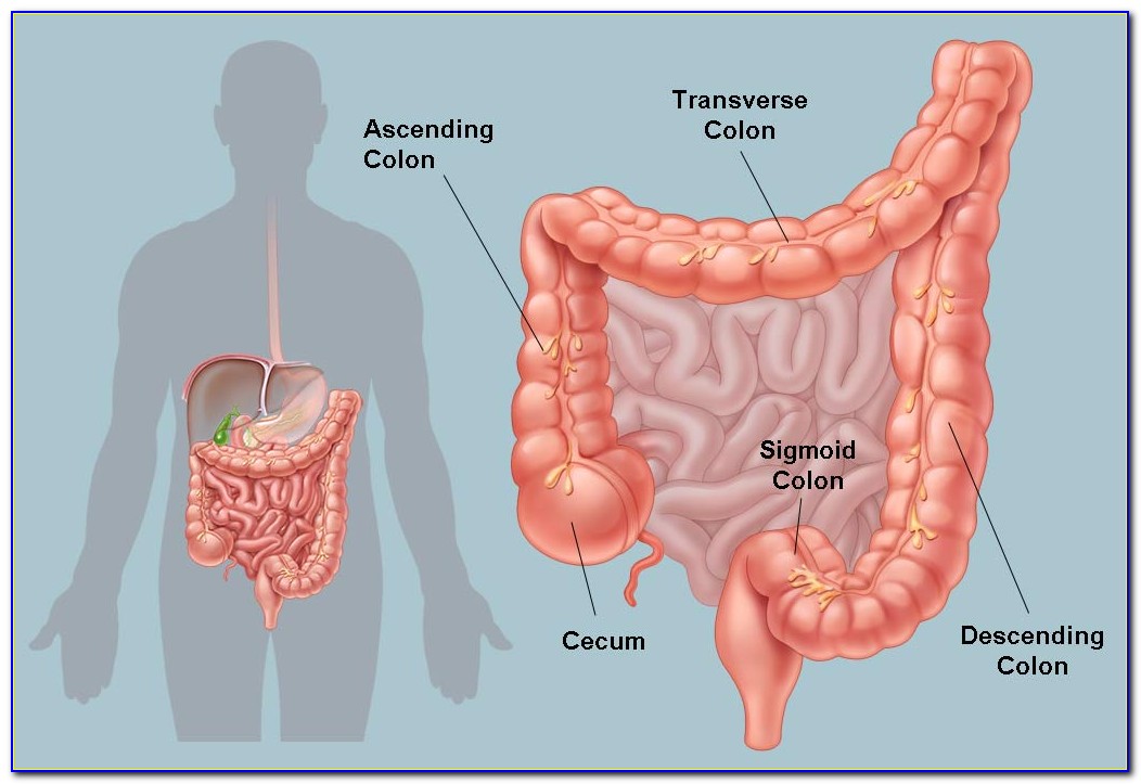 Human Colon Anatomy