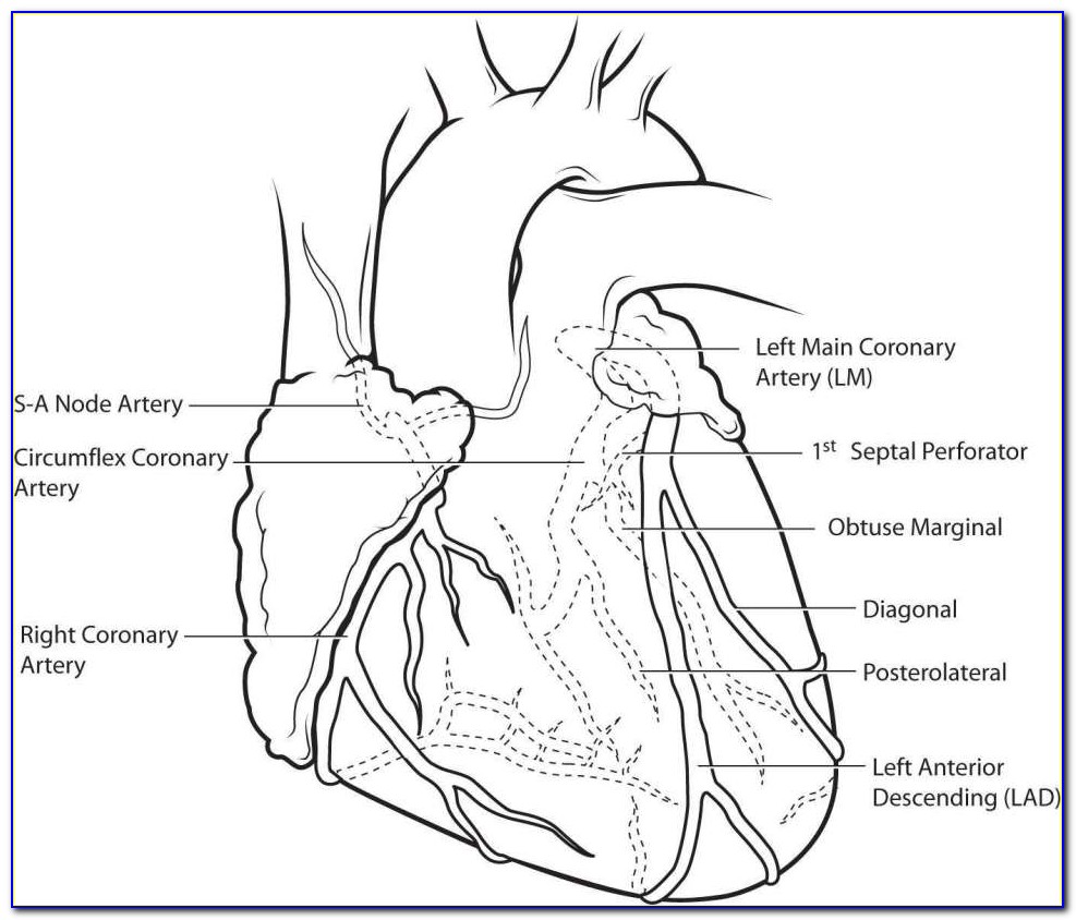 Human Heart Diagram Coronary Arteries