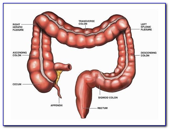 Human Intestine Diagram