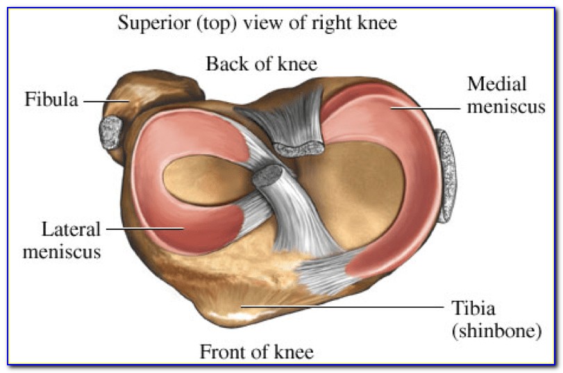Meniscus Anatomy Of Knee