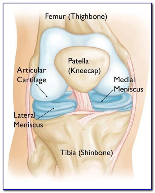 Meniscus Anatomy Of The Knee Joint