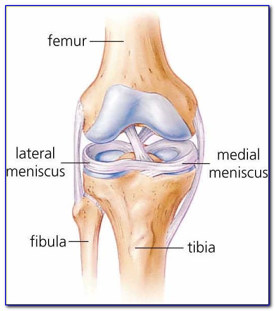 Meniscus Tear Anatomy Of The Knee