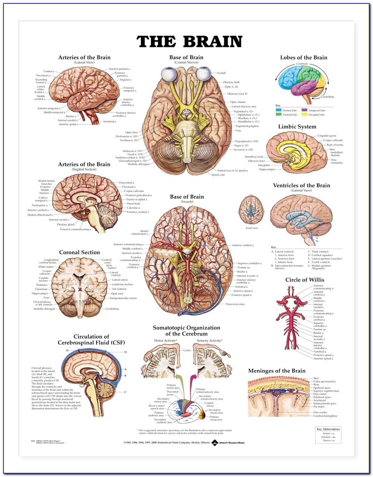 Brain Diagram Poster
