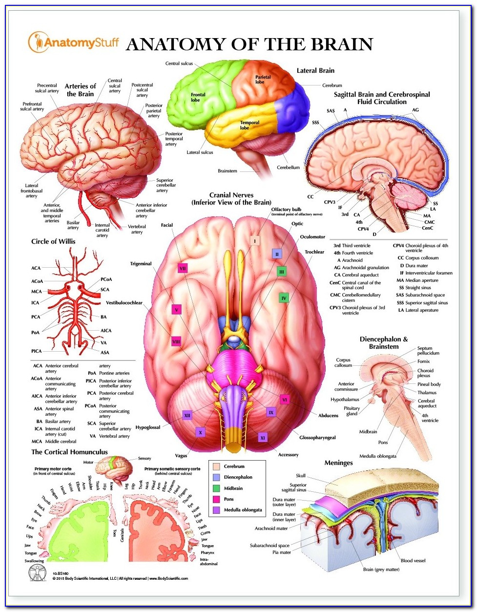 Brain Diagram Posterior