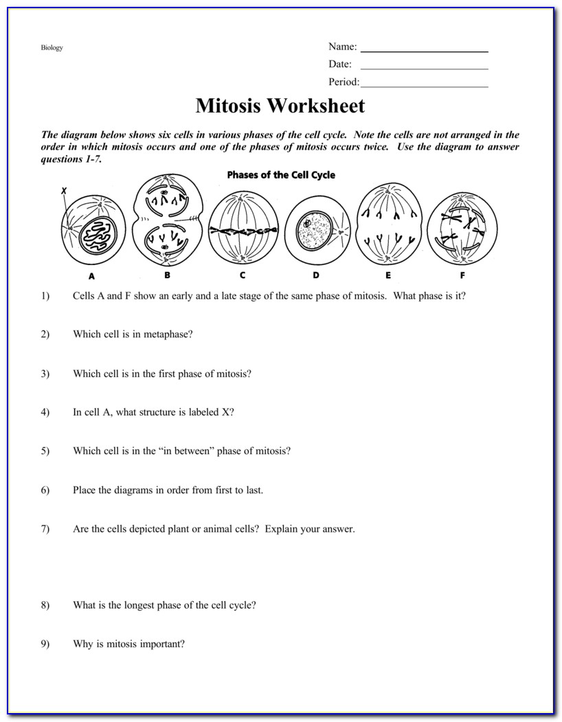 Mitosis Worksheet & Diagram Identification Answer Sheet