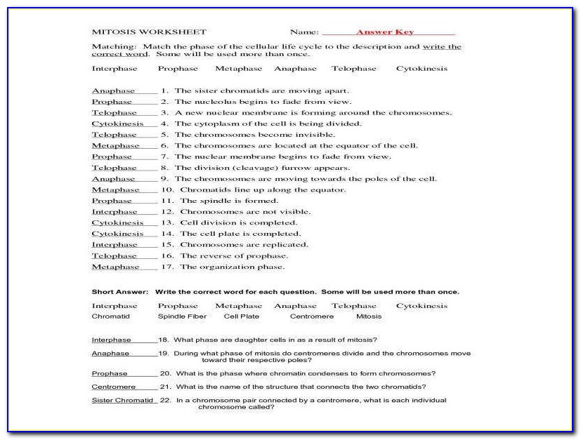 Mitosis Worksheet & Diagram Identification Quizlet