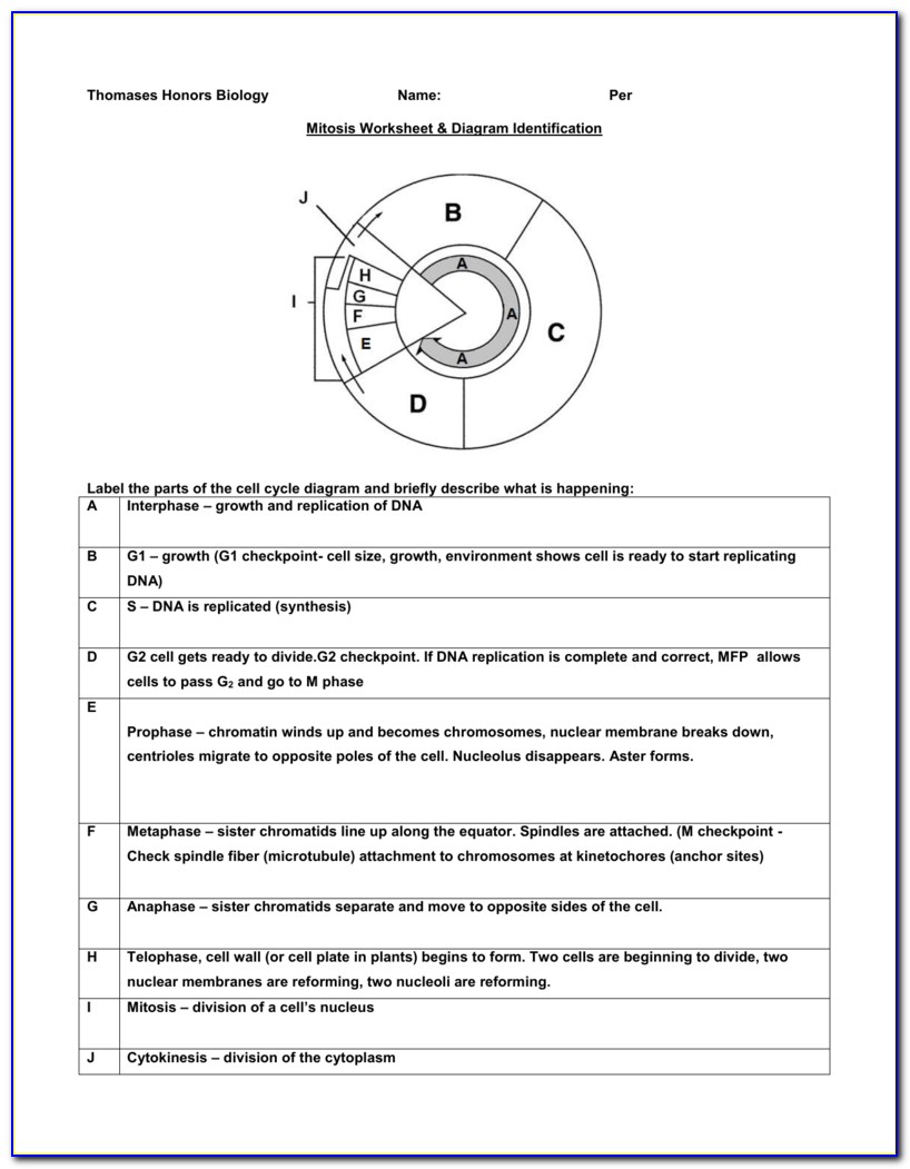 Mitosis Worksheet & Diagram Identification