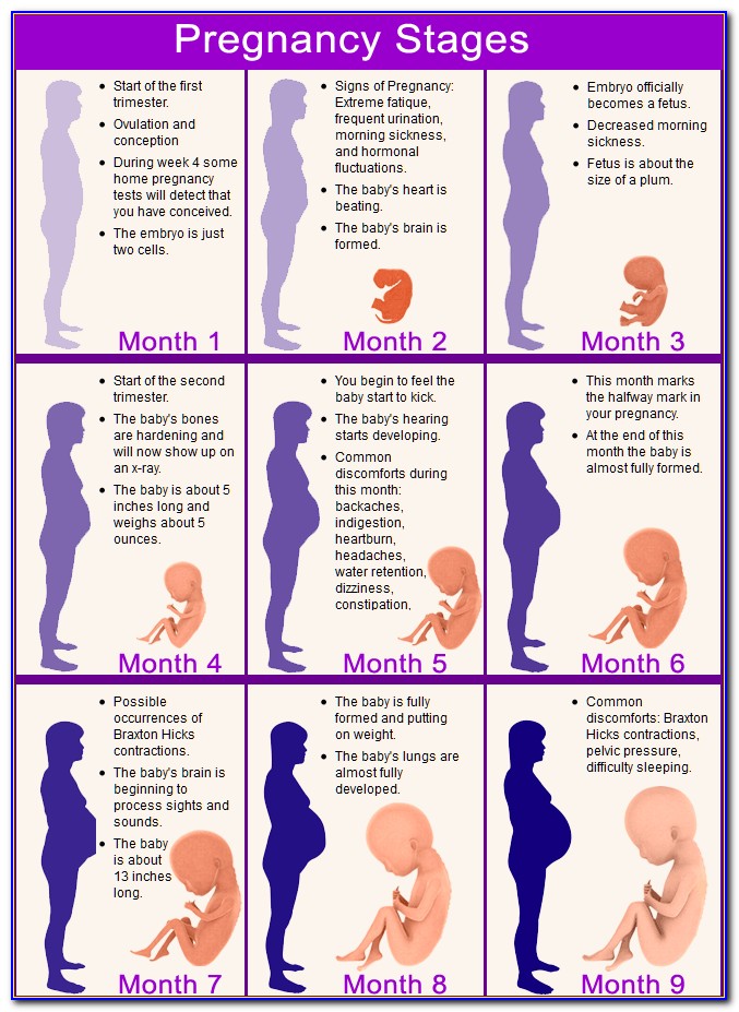 Pregnancy Diagram Week By Week