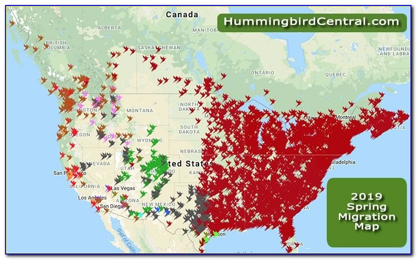 Hummingbird Migration Map Spring 2019