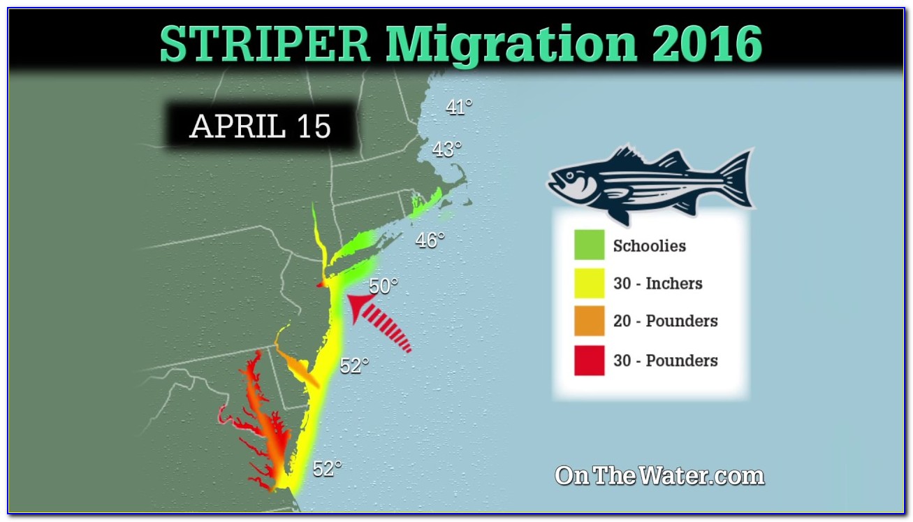 Striper Migration Map 2021