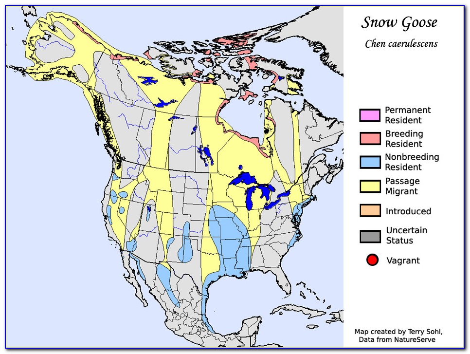 Snow Geese Migration Map 2020