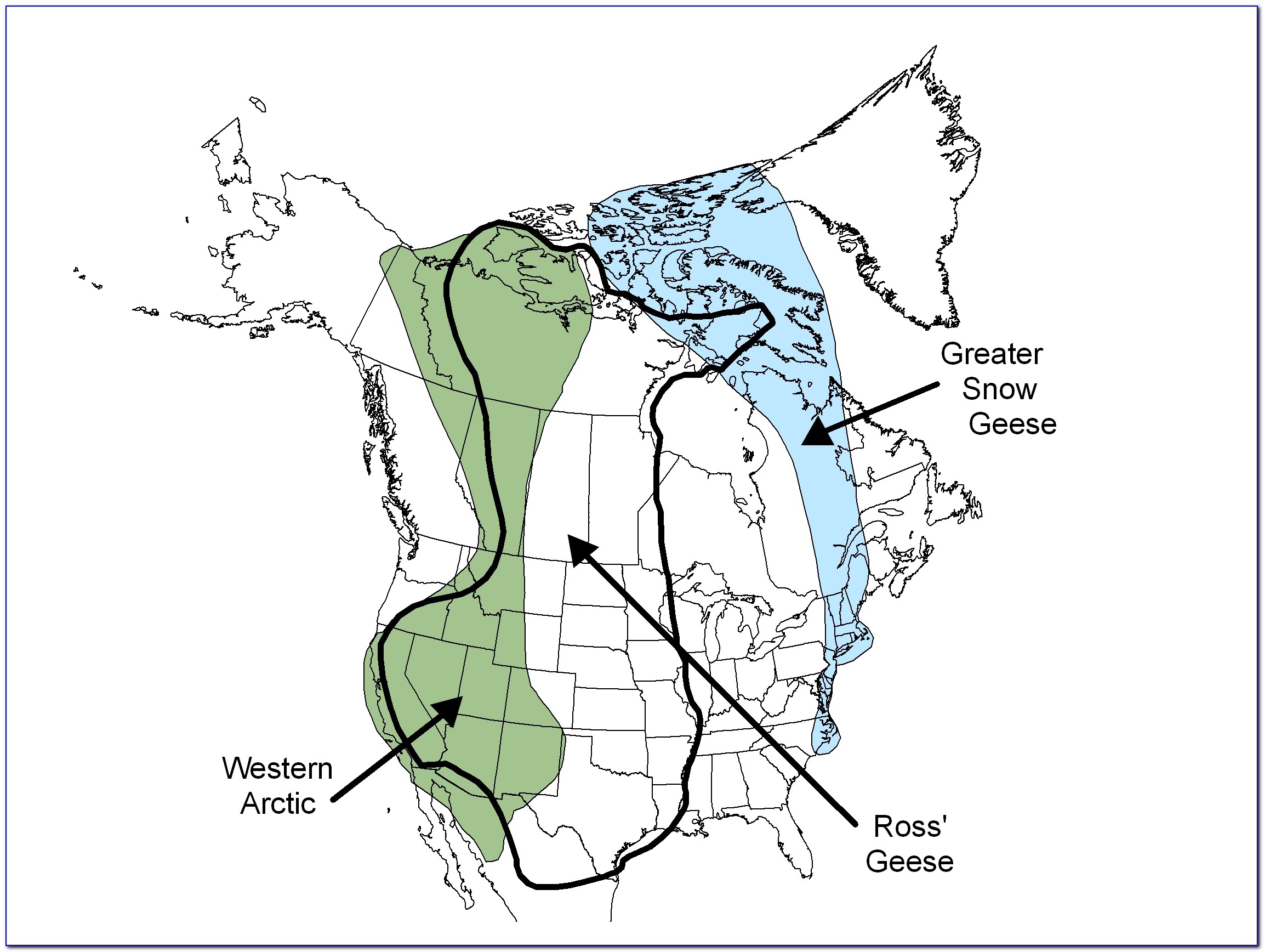 Snow Goose Migration Map 2019
